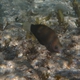 Black Wrasse 