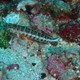 Java Sandperch