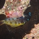 Yellowtail Fangblenny