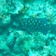 Blue Sea Chub