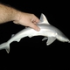 Grey Reef Shark (juvenile)