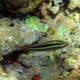 Queen Parrotfish (Juvenile)