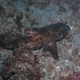 Galapagos Bullhead Shark