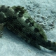 Star-spotted Grouper