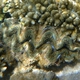 Crocus Giant Clam