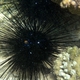 Longspine Black Urchin