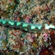 Moebii Sea Slug