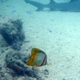 Margined Coralfish