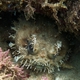 Western Frogfish