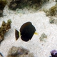 Eyestripe Surgeonfish (Juvenile)