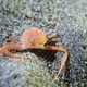 Fleeting Purse Crab
