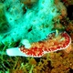 Tinctoria Nudibranch