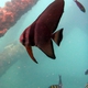 Longfin Batfish (juvenile)