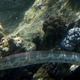 Elegant Sea Snake