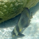 Orbicular Batfish