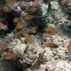 Flower Cardinalfish