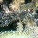 Tassled Scorpionfish