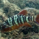 Chinamanfish