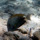 Eyestripe Surgeonfish