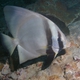 Dusky Batfish