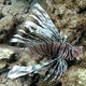 Russell's Lionfish