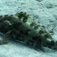 Star-spotted Grouper