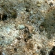 Flowery Flounder