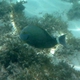 Yellowfin Surgeonfish
