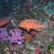 Coral Hind
