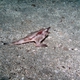 Red-lipped Batfish 
