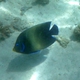 Semicircle Angelfish
