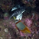 Margined Coralfish