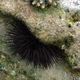 Burrowing Sea Urchin