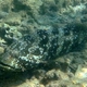 Malabar Grouper
