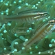 Moluccan Cardinalfish