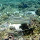 Coral Whiptail