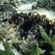 Orange-socket Surgeonfish