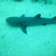 Whitetip Reef Shark