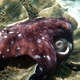 Day Octopus
