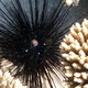 Longspine Black Urchin