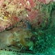 Western Frogfish