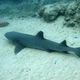 Whitetip Reef Shark