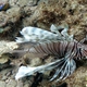 Russell's Lionfish