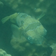 Black-blotched Porcupinefish