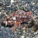 Mozambique Scorpionfish 