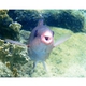Redtail Parrotfish 