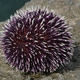 Violet Sea Urchin