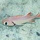 Randalli Soldierfish