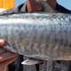 Narrow-barred Spanish Mackerel