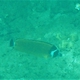 Blackcap Butterflyfish
